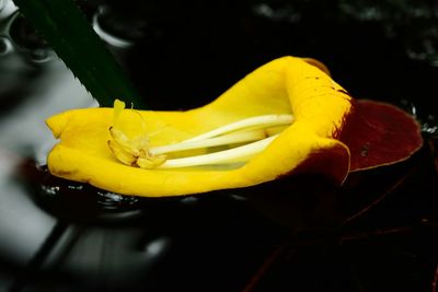 Close-up of yellow flowers