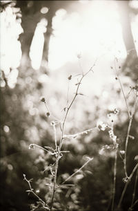 Close-up of flowers against blurred background