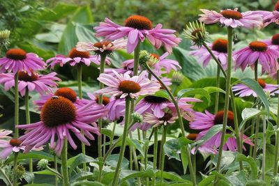 Close-up of purple flowering plants