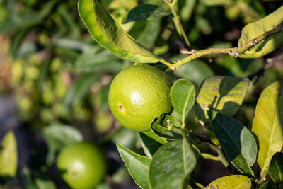 Green lemons in their tree