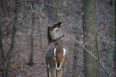 Animal on tree trunk in forest