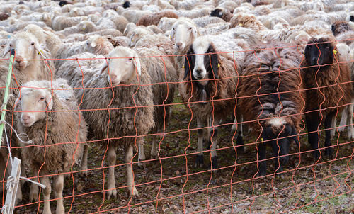 View of an animal in pen