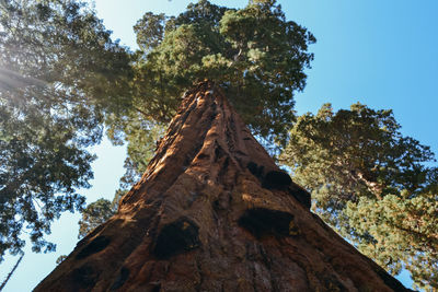 Low angle view of tree in forest against sky