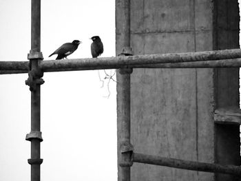 Low angle view of birds perching on wall