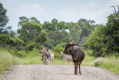 Horses walking on road amidst trees