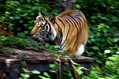 Indochinese tiger walking out of the bush