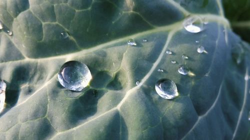 Close-up of water drops on leaves