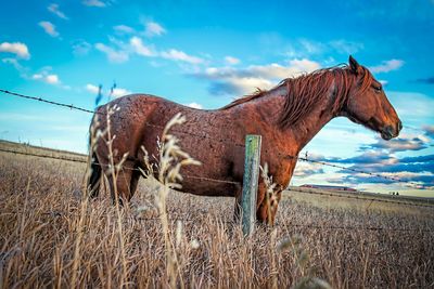 Horse grazing on landscape