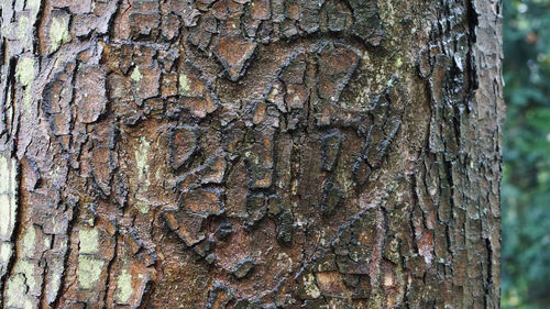 Close-up of tree stump