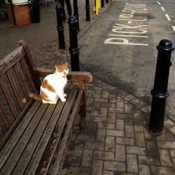 Cat looking up