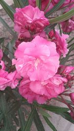 Close-up of pink flowers blooming outdoors