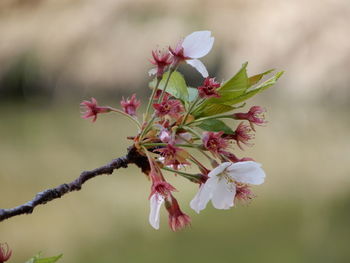 Close-up of pink cherry blossom plant