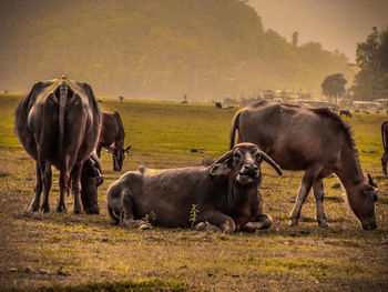 Cows grazing on field against sky