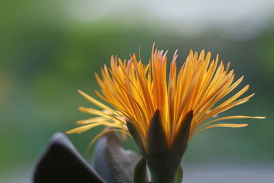 Close-up of yellow flowering plant