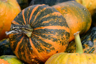 Close-up of pumpkin