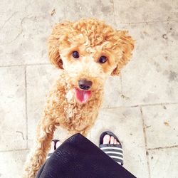 Low section of man with dog