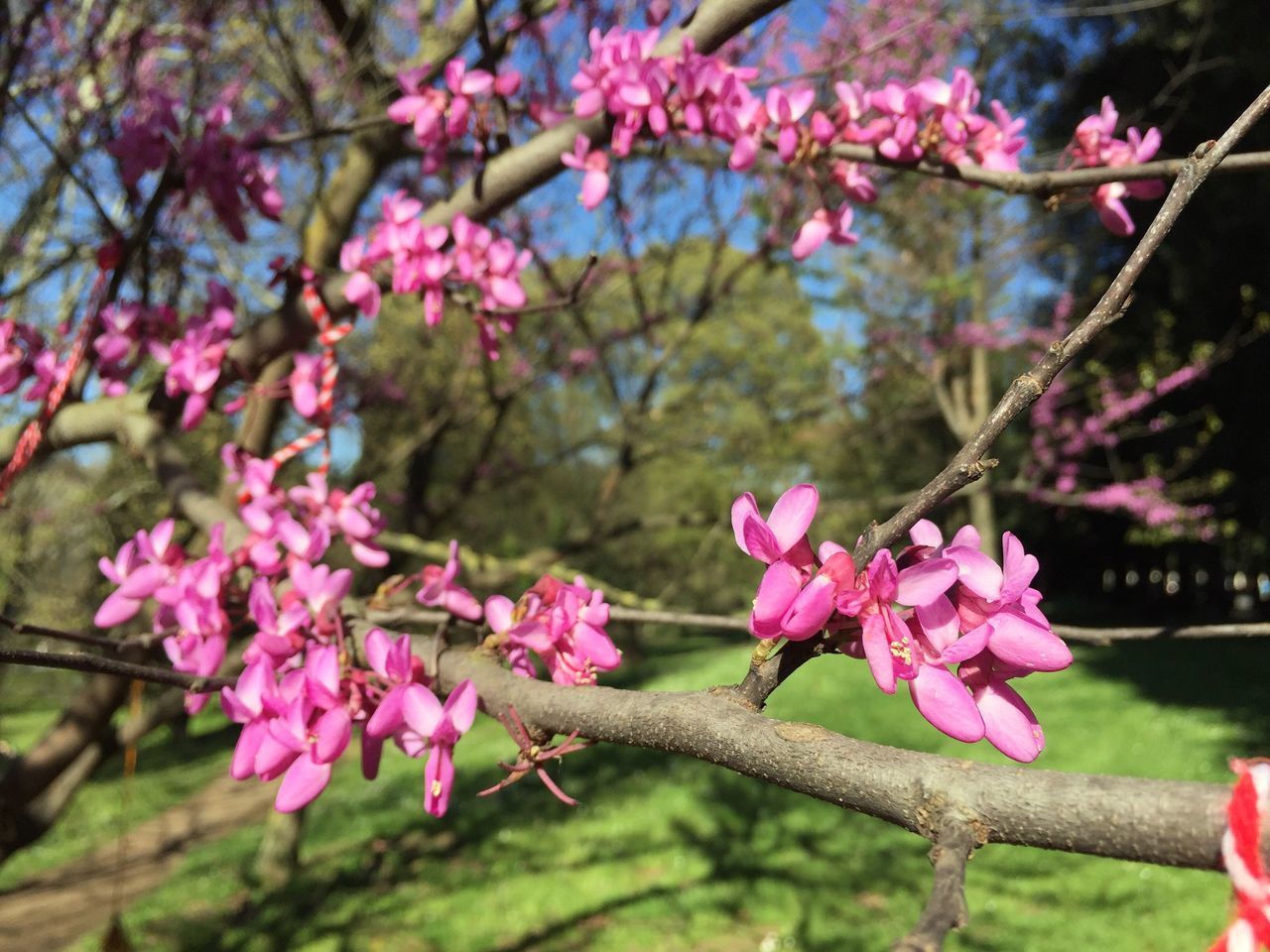 flower, pink color, freshness, fragility, growth, beauty in nature, petal, branch, focus on foreground, nature, blooming, tree, blossom, pink, in bloom, close-up, flower head, cherry blossom, springtime, plant