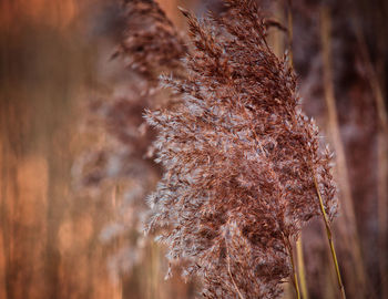 Close-up of wilted plant