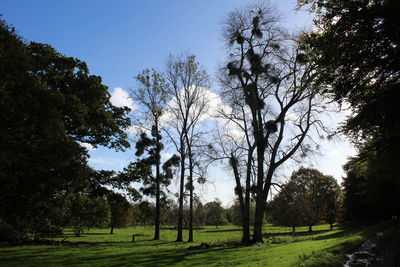 View of trees on landscape