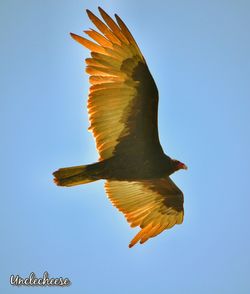 Low angle view of bird flying against blue sky