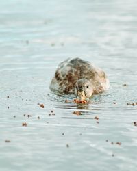 Close-up of crab swimming in sea