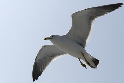 Low angle view of seagull flying in sky