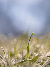 Close-up of dew on grass