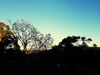 Low angle view of silhouette trees against clear sky