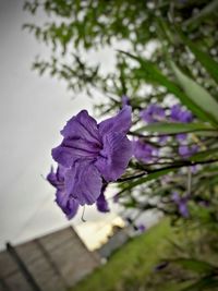 Close-up of purple flower