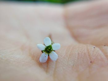 Close-up of insect on flower