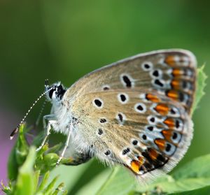 Close-up of butterfly perching on flower