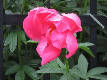 Close-up of wet rose blooming outdoors