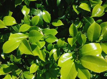 Full frame shot of green leaves