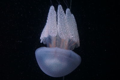 Close-up of jellyfish swimming in sea