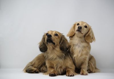 Portrait of a dogs over white background