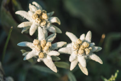 Close-up of flowering plant