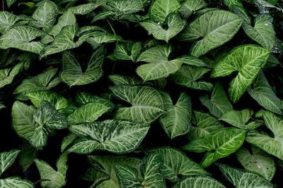 Full frame shot of plants