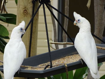 Two birds perching on metal