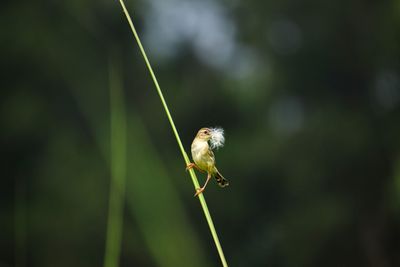 Close-up of insect on plant