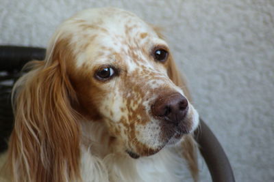 Close-up portrait of a dog looking away