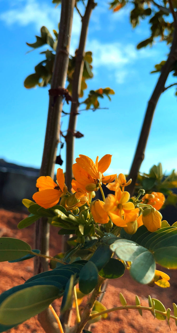 CLOSE-UP OF YELLOW FLOWERING PLANTS