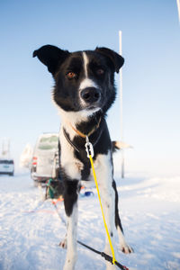 A beautiful portrait of a sled dog, alaskan husky during the sled dog race in norway. 