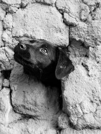 Dog in the wall