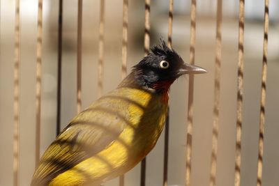 Close-up of a bird