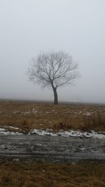 Bare tree on snow covered landscape against sky