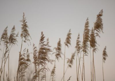 Close-up of stalks against clear sky