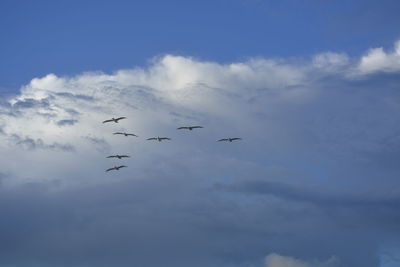 Birds flying in sky