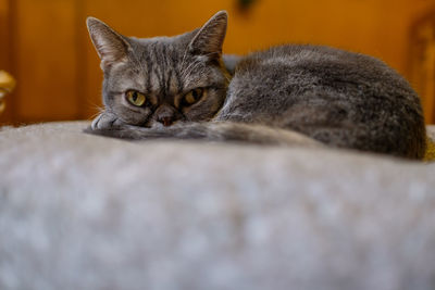 Close-up portrait of cat relaxing