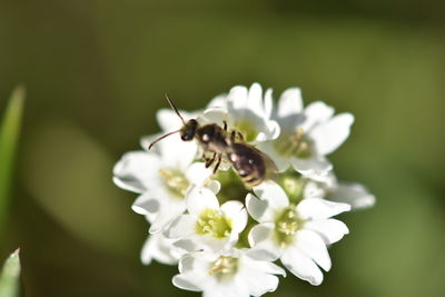 Close-up of insect on white flower