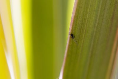 Close-up of ant on leaf